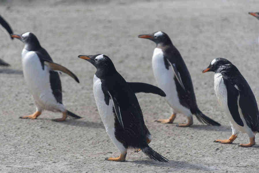 Pingüino Gentoo - islas Falkland o Malvinas 28.jpg